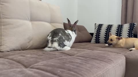 Puppy Meets Giant Rabbit for the First Time