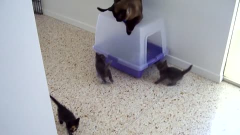 Male Siamese cat meeting 5-week old kittens.