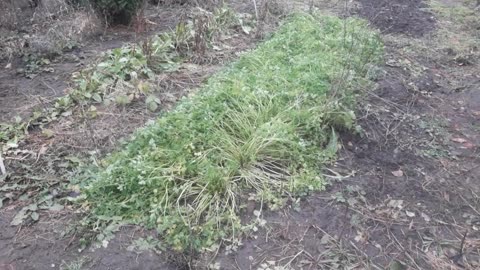 Parsley survived a 14°F frost