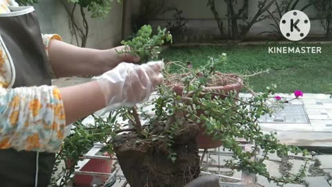 How to grow jade ☘️☘️ plant