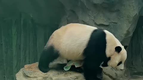 "Panda Perfection: Watch This Adorable Ball of Fluff Dry Off with a Towel!"