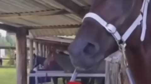 Funny horse talking in japanese #Funny #Horse