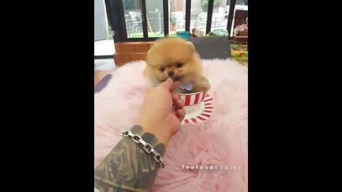 Funny and Cute Pomeranian Puppies Videos Compilation 😍,Episode :240