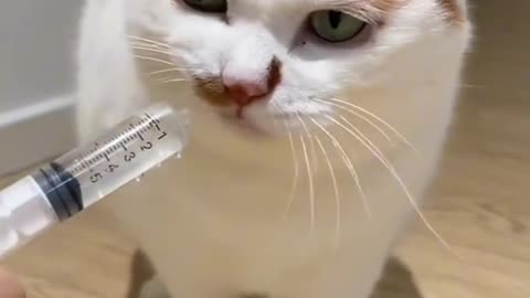 cat video