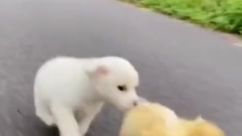 These are the funniest dog and duck interactions you'll ever see!