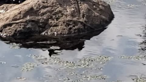 Turtles and ducklings hanging out