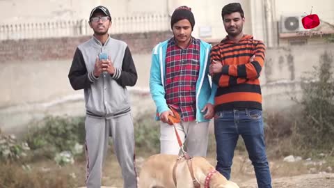 Real Dog Bark Prank @Smarties Prank TV