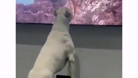 Dog VS Lion