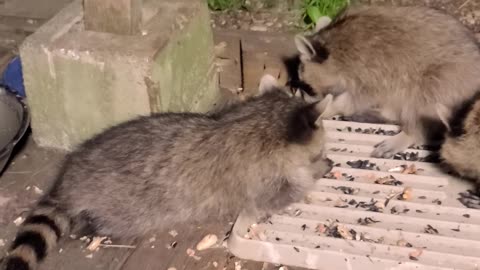 Sunny The Raccoon And Her Teenagers | Part 1 | Update August 31st 2023 | #shorts