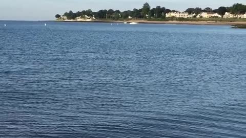 Osprey out fishing fisherman