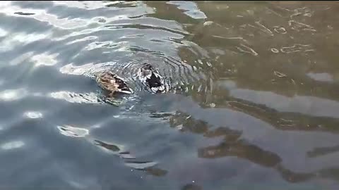 Ducks swimming in the lake