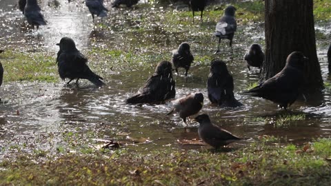 "Nature's Symphony: Birds Delight in Water Ballet | Soothing Bird Bathing Compilation"