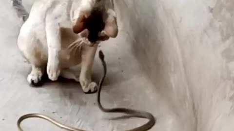 CAT & SNAKE FIGHTING