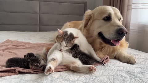 Golden Retriever Reacts to Mother Cat Feeding Baby Kittens