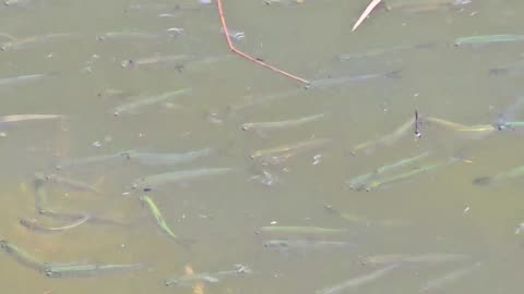 Many small fish in a river / Mini fish in the water