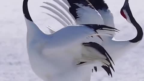 Red-crowned crane