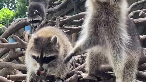 This is the raccoon noodle.