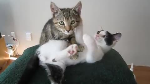 Kitten Massage Therapy