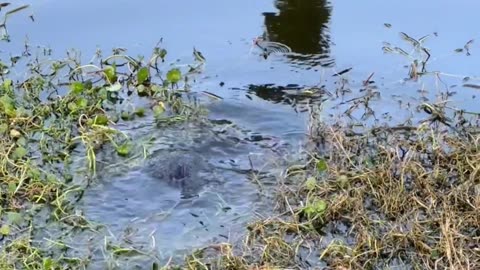 Returning A Turtle To Its Home