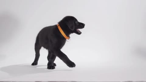 Labrador Retriever puppy on white screen playing