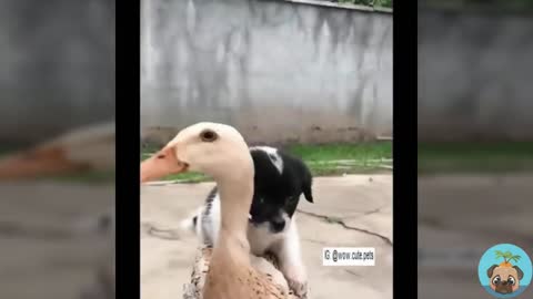 The little suckling dog on the mother duck's back