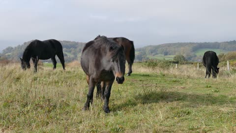 Horses eat grass in the wild