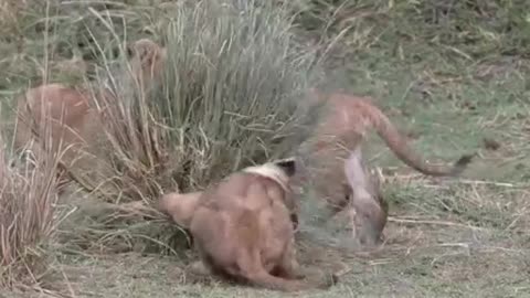 cute lion cubs playing -- lion cubs kings #lions #lioncub #tigercubs #shortsfeed #viral #ytshorts