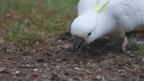 white parrot feeding