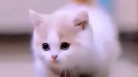 Cute cat viral video 😊