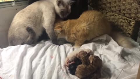 Mommy and daddy cats Celebrate new babies