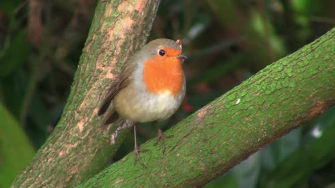 Birds with so neck color in orange