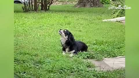 Tiny Puppies and Playful Cats: A Heartwarming Display of Adorable Movements