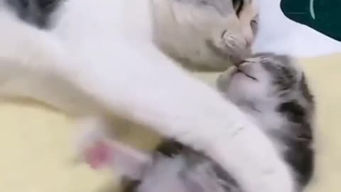 Love you mom the kitten says 🥰🥰🥰 || Cute cat