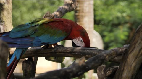 Red perret in macaw