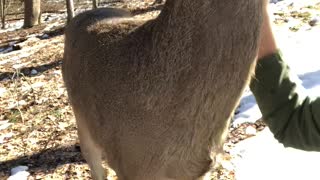 Rescue Deer Visits His Foster Mom