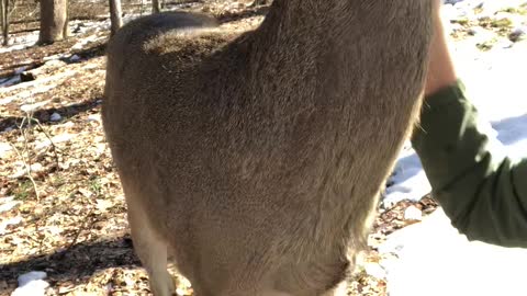 Rescue Deer Visits His Foster Mom