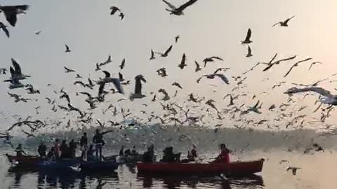 A group of birds fly in the sky and form a beautiful shape on a painting