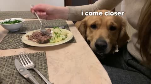 My Dog Teaches My German Shepherd Puppy How to Beg