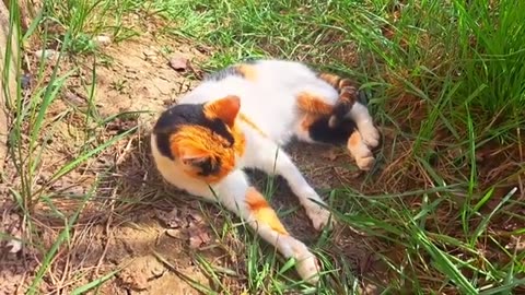 A cute cat cleans its hands