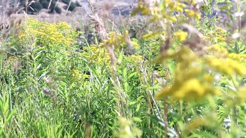 CANADA GOLDENROD (Solidago canadensis)