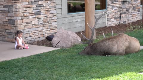 Mother Leaves Child Next to Big Bull Elk