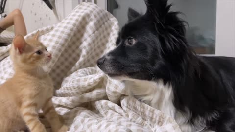 My Border Collies Meet Tiny Kitten Rescued from Death