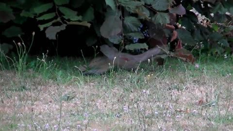 IECV NV #427 - 👀 Grey Squirrel Going Wild Again🐿️ 7-16-2017