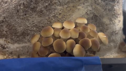 Growing mushrooms motivational video