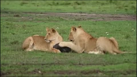 Lion_Combines_With_Leopard_Down_To_Warthog_s_Cave_To_Hunt_-_The_Harsh_Life_Of_Wild_Animals_2023