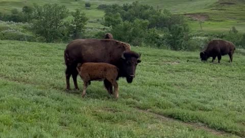 Buffalo in Theodore Roosevelt National park