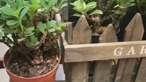 Evergreen in a flowerpot