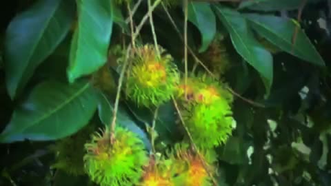 Rambutan in sri lanka