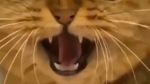 Funny Animals Cat & Dog Crazzy Animal