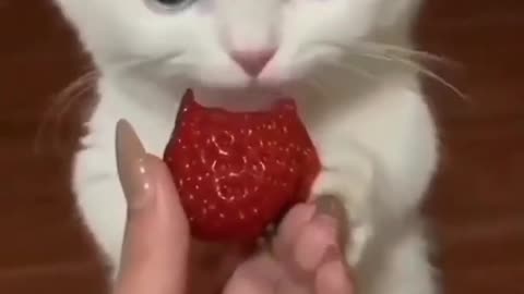 Cute cat enjoy strawberry